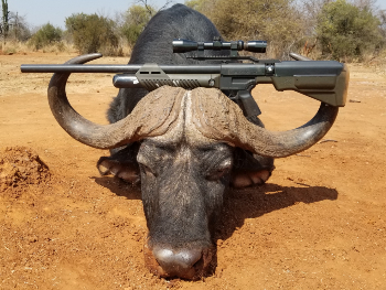 Umarex Hammer Staged on a Cape Buffalo